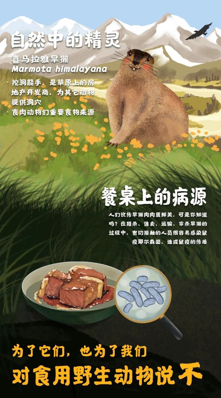 探索未知美食领域，最新可食动物的发现